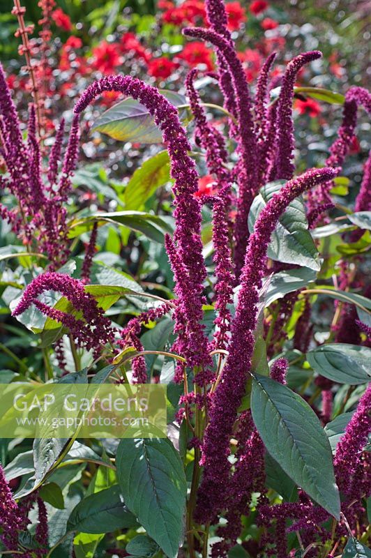 Amaranthus 'Red Cardinal' in hot border with red Dahlias in background