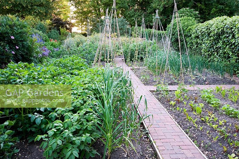 Vegetable garden with potatoes and leeks in the foreground, and bamboo wigwams for runner and climbing french beans. Beechenwood Farm, Odiham, Hants, UK