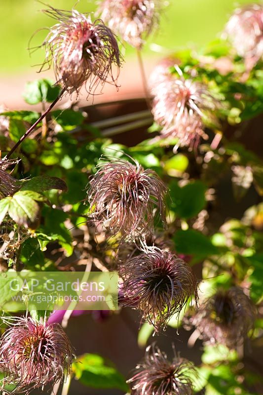 Silky Clematis seedheads. Beechenwood Farm, Odiham, Hants, UK