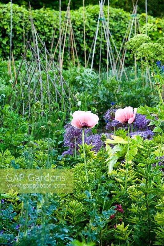 Poppies, Angelica and Thalictrum in border with bamboo wigwams in vegetable plot behind. Beechenwood Farm, Odiham, Hants, UK
