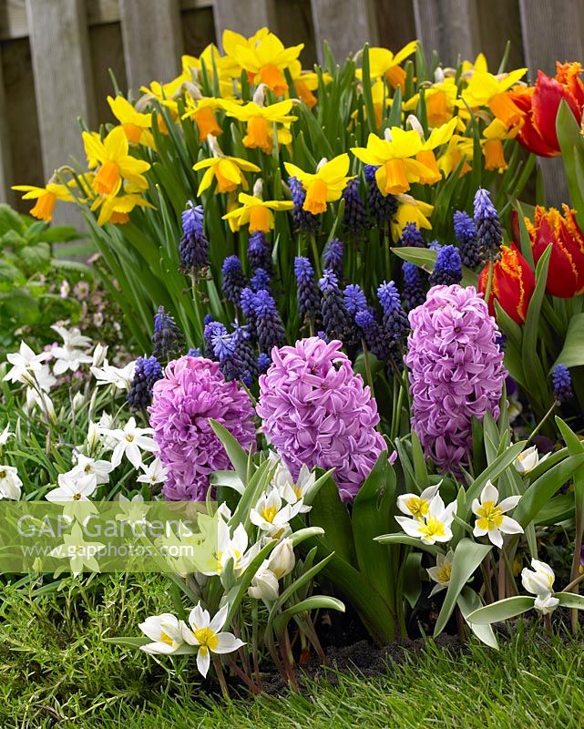 Spring border with Tulips, Grape Hyacinths and Daffodils