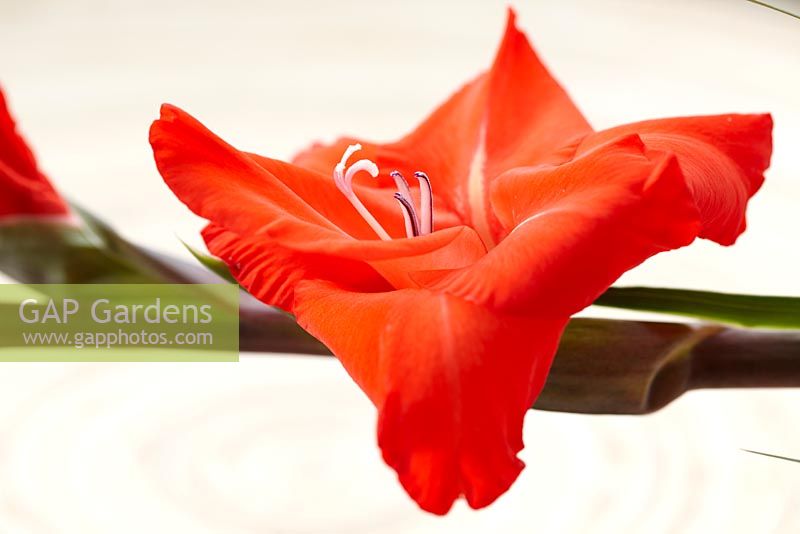 Gladiolus 'Fortuna Red'