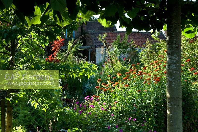 Border of Geranium, Lychnis chalcedonica and living willow arch