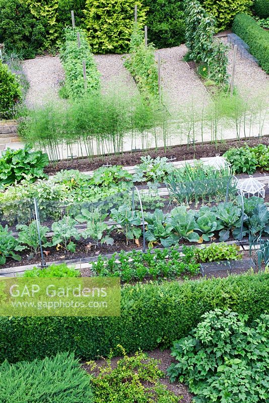 Overview of vegetable garden edged with Buxus hedge. Brassicas protected with wire netting, sprouting Brocolli, Cabbages, Parsnips, Carrots, Broad Beans, Dwarf French Beans, Courgettes, Beetroot, Onions, Asparagus. Behind - rows of Raspberries.
