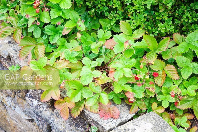 Alpine Strawberries clambering over old stone wall.