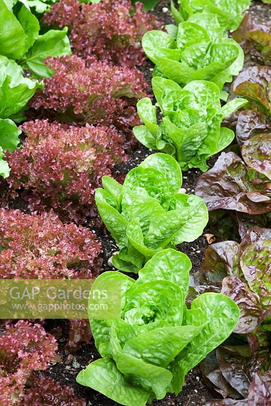 Lettuce 'Little Gem', 'Lollo Rosso' and 'Roxy' growing in neat rows. 