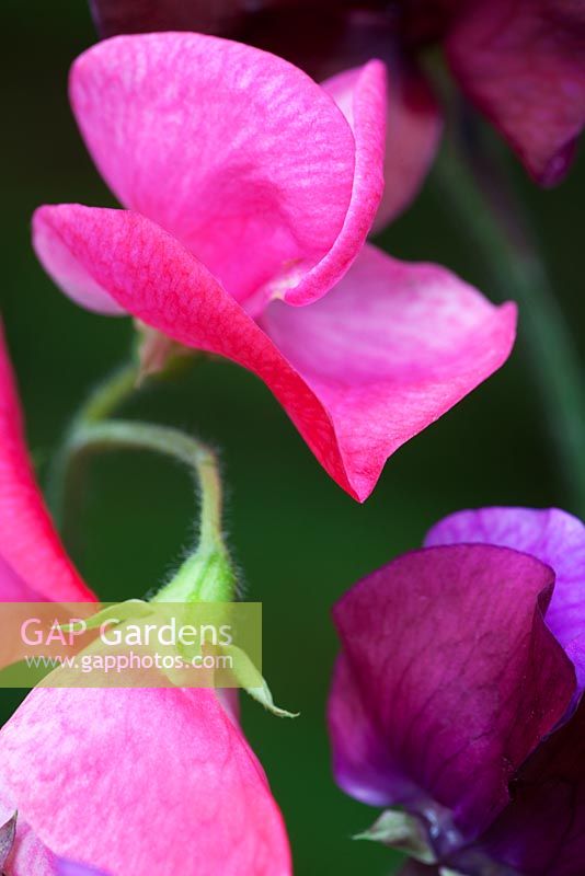 Pink and purple mixed Sweet Pea - Lathyrus latifolius