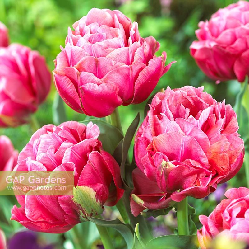 Tulipa 'Adore'