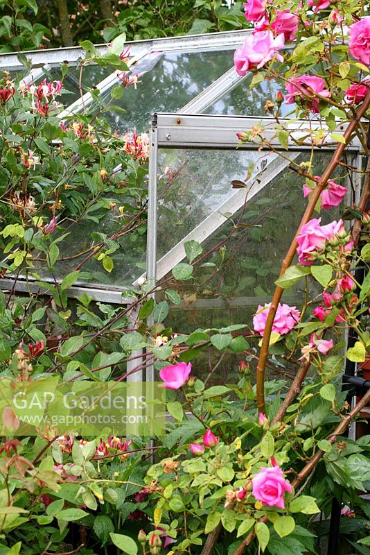 Rosa 'Zephirine Drouhin' and Lonicera climbing over the metal greenhouse in a corner of the front garden - The Lizard, Wymondham, Norfolk