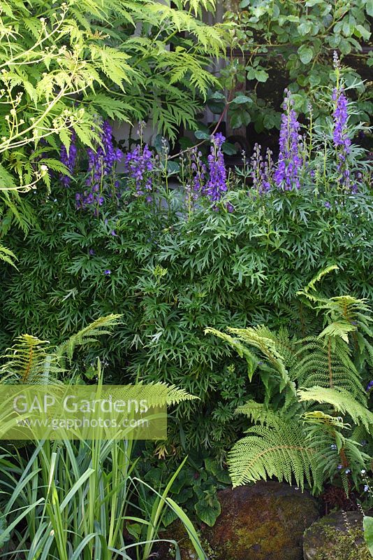 Aconitum, almost forming a hedge in front of the cottage window - The Lizard, Wymondham, Norfolk