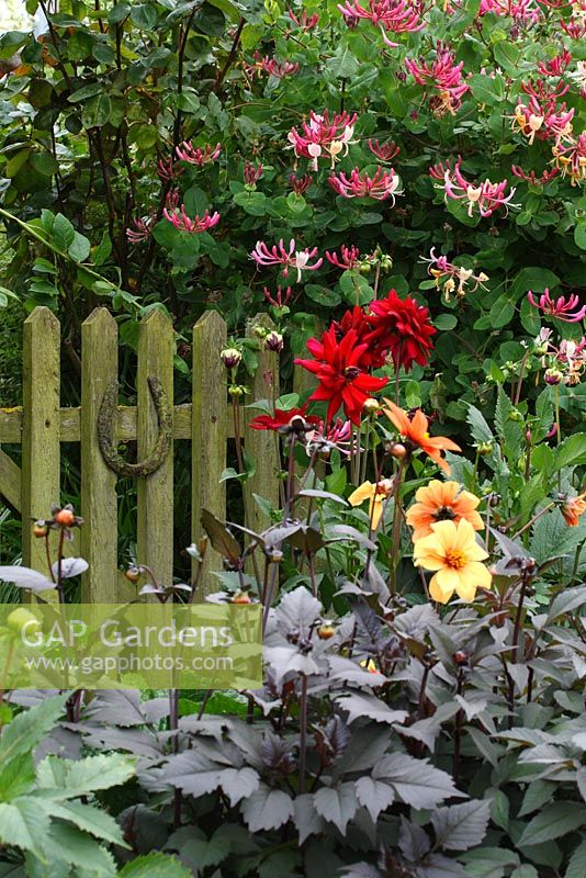 Horseshoe on rustic wooden gate in the front garden, Lonicera and red Dahlia 'Nuit d'ete' - The Lizard, Wymondham, Norfolk