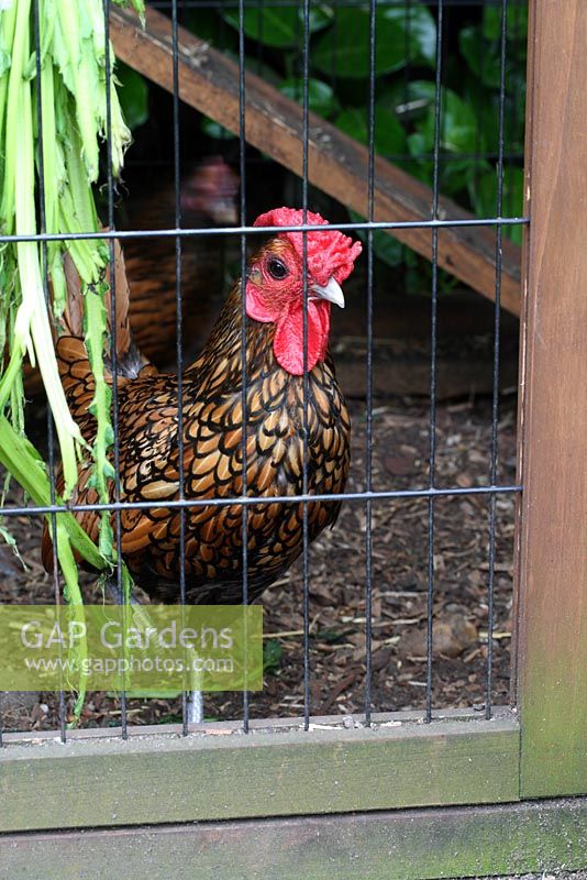 Reggie the rooster, a gold sebright bantam - The Lizard, Wymondham, Norfolk