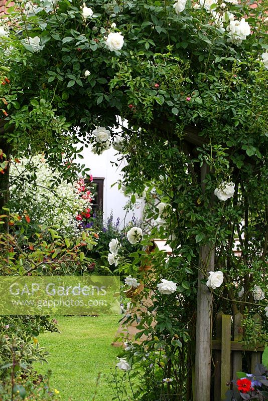 Rosa 'Iceberg' and 'New Dawn' growing on a rustic archway and portable wooden hutch for bantams in the front garden - The Lizard, Wymondham, Norfolk