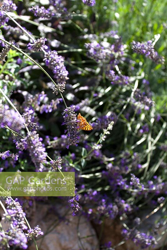 Lavandula Angustifolia acting as butterfly magnet for Mountain Fritillary - Boloria Napaea