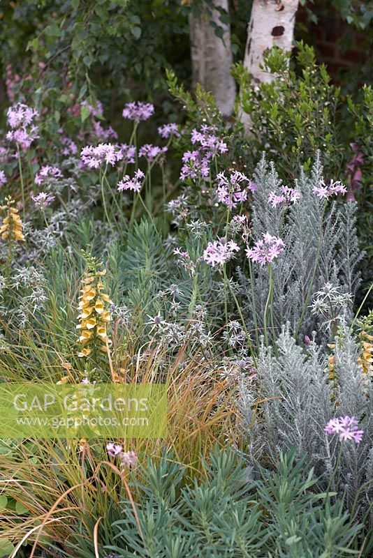 Part of 'Urban Oasis'. Hampton Court Flower Show 2012.Digitalis 'Spice Island' Anemanthele lessoniana, Tulbaghia violacea, Euphorbia characias subsp. wulfenii and eryngium