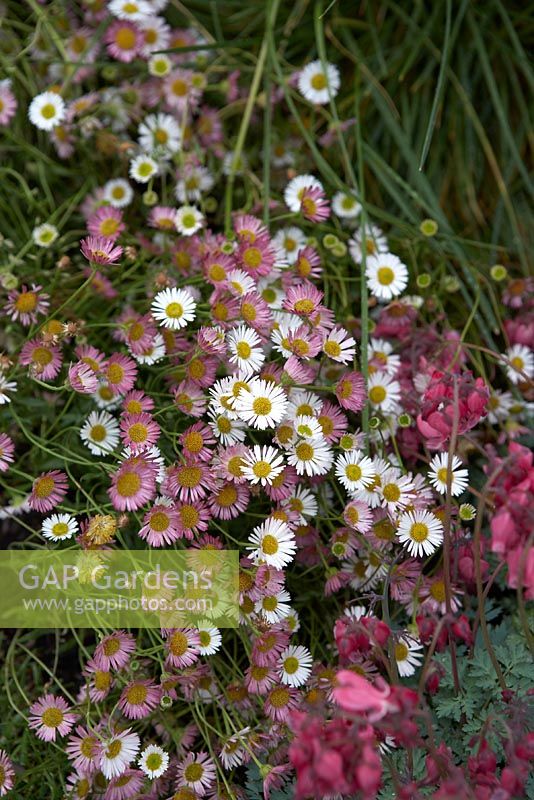 Details from 'Bridge Over Troubled Water'.  Hampton Court Flower Show 2012.  Erigeron karvinskianus with Dicentra 'King of Hearts'.