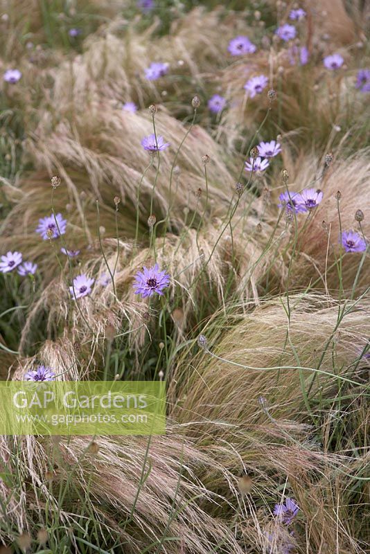 Grasses and cornflowers. Planting detail from 'Las Mariposas (Hopes of a Nicaraguan Girl)'.  Hampton Court Flower Show 2012.  Planting shows Stipa tenuissima and Catananche caerulea (Cornflower).
