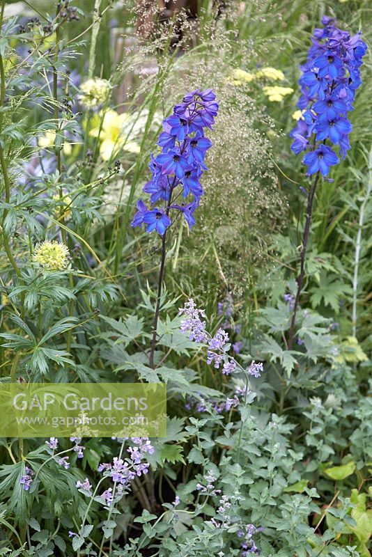 Our First Home, Our First Garden. Hampton Court Flower Show 2012. Planting includes blue delphiniums, yellow Hemerocallis 'Missouri Beauty', nepeta and grasses.