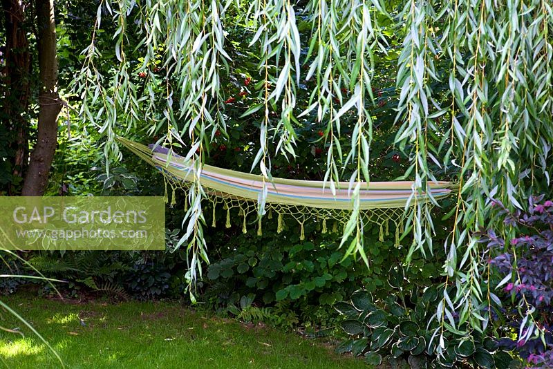 Hammock in shady garden, viburnum, hostas, Salix babylonica - weeping willow, late summer
