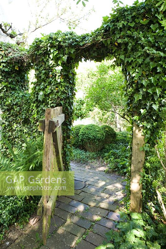Ivy growing over gateway and wooden fence. Path made from old recycled bricks 
