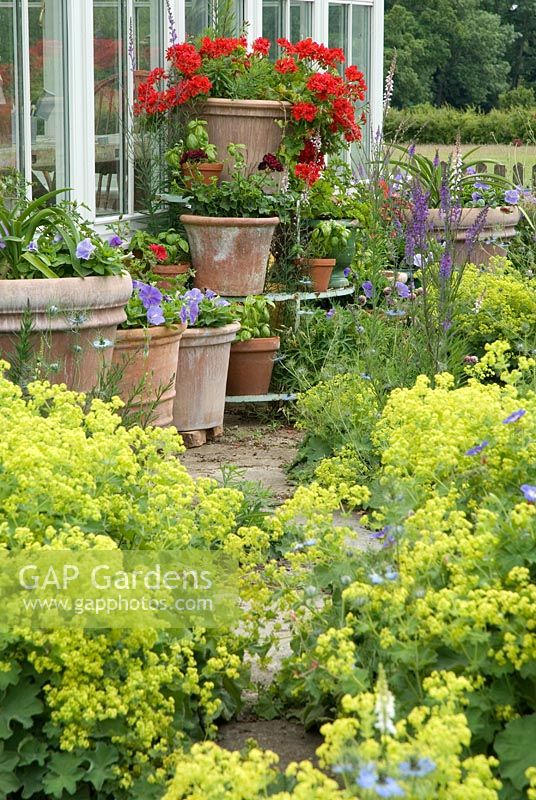 Alchemilla mollis and Nigella damascena along a stone path leading to a collection of terracotta pots with Pelargoniums and Petunias by the conservatory. June
