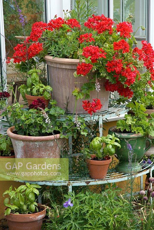 Terracotta pots with red Pelargoniums and Ocimum basilicum - Basil 