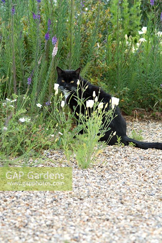 Black and white cat in a gravel garden with Eschscholzia californica - white Californian poppies and Linaria purpurea. June