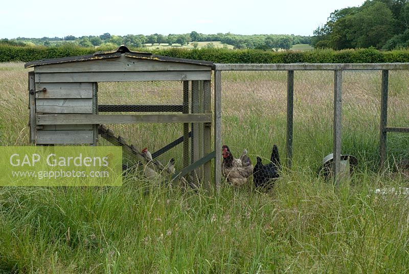 Chickens in a hen house in a field with long grass at Wood Farm, June