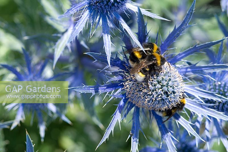 Eryngium bourgatii 'Picos Blue' with bees, June