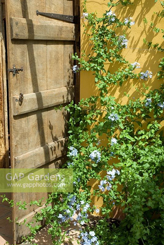 Plumbago auriculata by an old wooden door in a conservatory, June