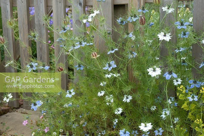 Nigella damascena 'Miss Jekyll' - Love-in-a-mist with flowers and seed heads by a picket fence, June