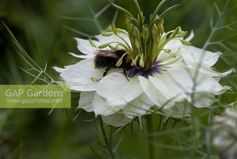 Nigella damascena - Love-in-a-Mist, white flower head with bee, June