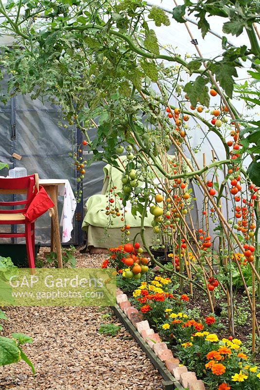 Tomatoes growing in the polytunnel, bed edged with French marigolds - Cavick House Farm, Norfolk