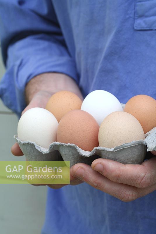 Man holding an egg box with a selection of free range, hyline hens eggs from Annabel's Egg Shed - Cavick House Farm, Norfolk