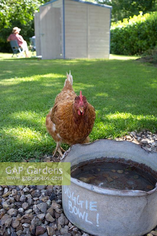 Hyline hen drinking from the doggie bowl outside Annabel's Egg Shed, the Tea Shed in the background - Cavick House Farm, Norfolk