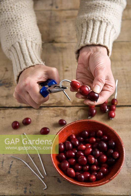 Step-by-step - Bending end of wire to hold cranberries in place, creating cranberry Christmas decorations 