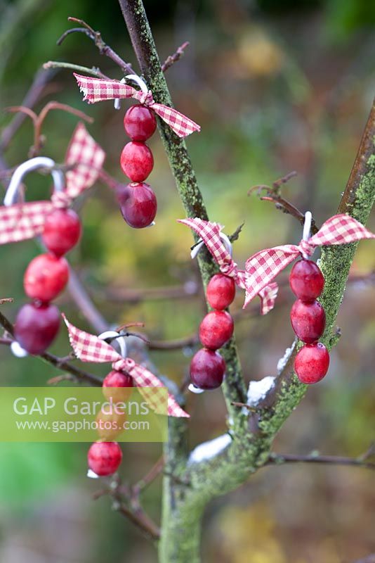 Cranberry decorations hanging on tree in winter 