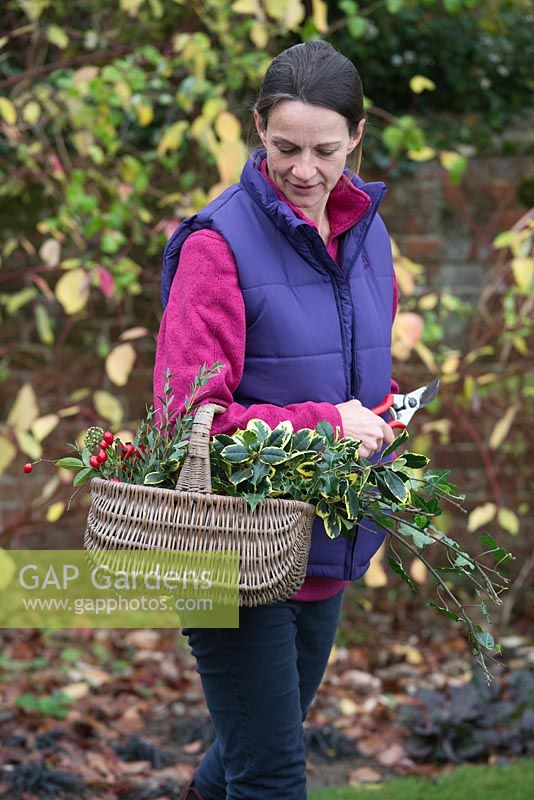 Woman holding basket of cut foliage from the garden in winter 