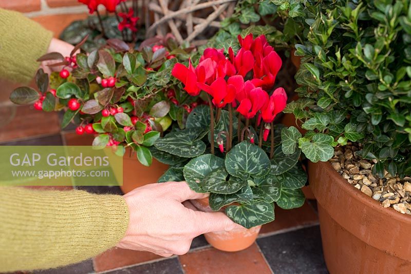 Step by step - Creating a festive display with cyclamen