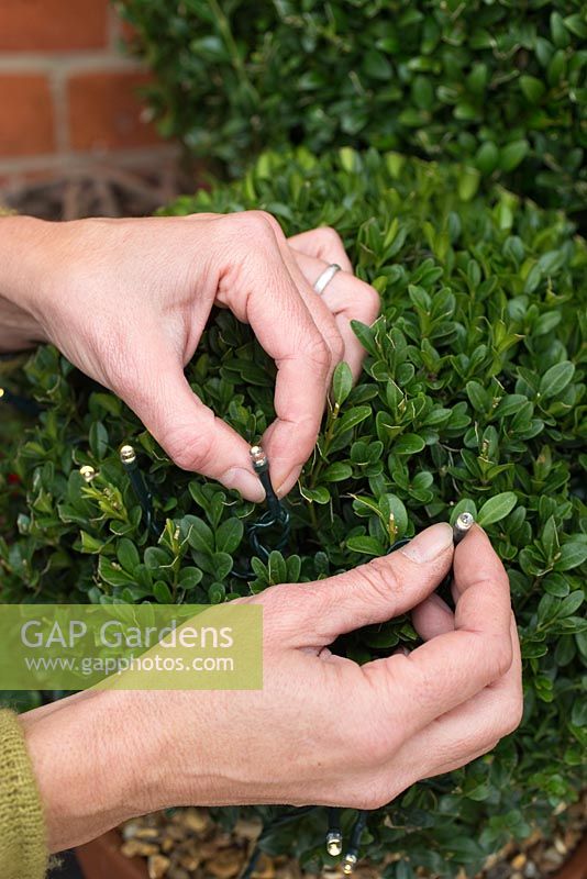 Woman putting fairy lights on buxus topiary 
