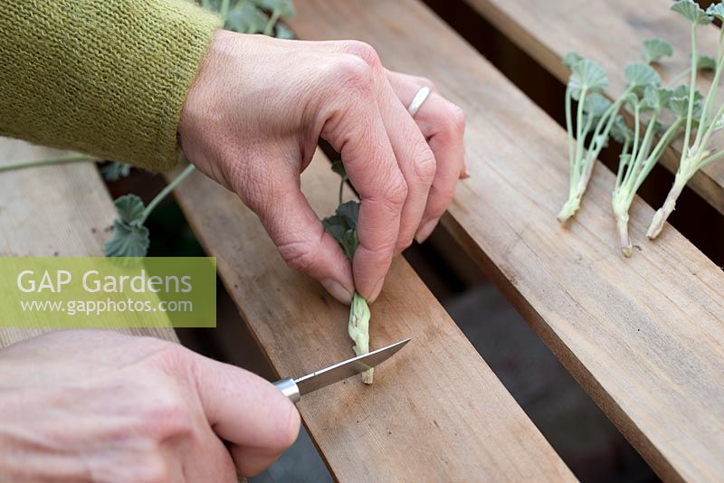 step by step - taking Pelargonium sidoides cuttings and repotting - using knife to trim stem