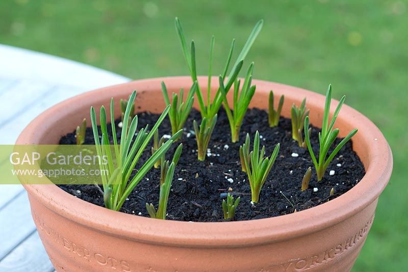 Step by step - Muscari Americanum in container