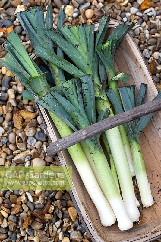 Step by step growing Leek 'Musselburgh' - Harvested leeks in wooden trug 