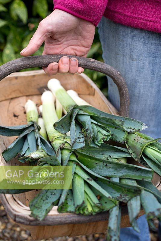 Step by step growing Leek 'Musselburgh' - woman holding trug full of freshly harvested leeks