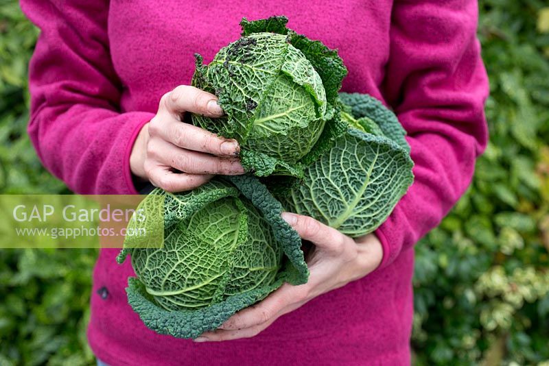 Step by step growing Cabbage 'Savoy Estoril F1' - Woman holding harvested cabbages 