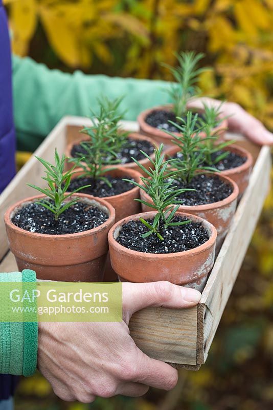 Step by step Rosemary cuttings - woman holding wooden tray of newly planted cuttings in pots 