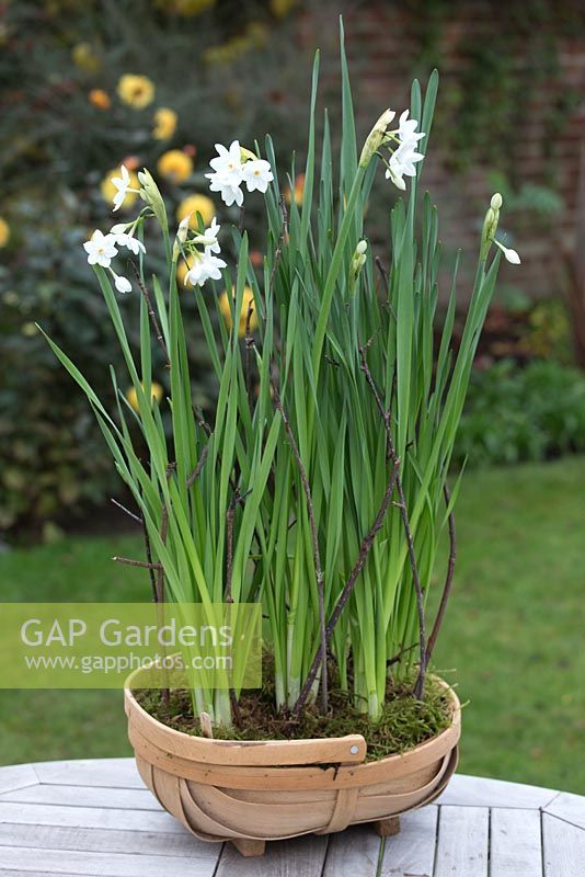 Step by Step Narcissus 'Paperwhite' in container with decorative moss and plant supports 
