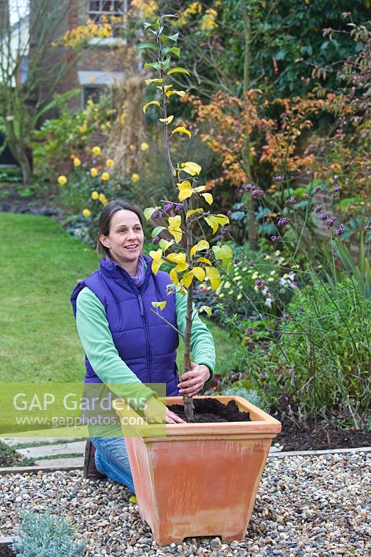 Planting Apple 'Egremont Russet' in container - ensuring tree is straight in pot 