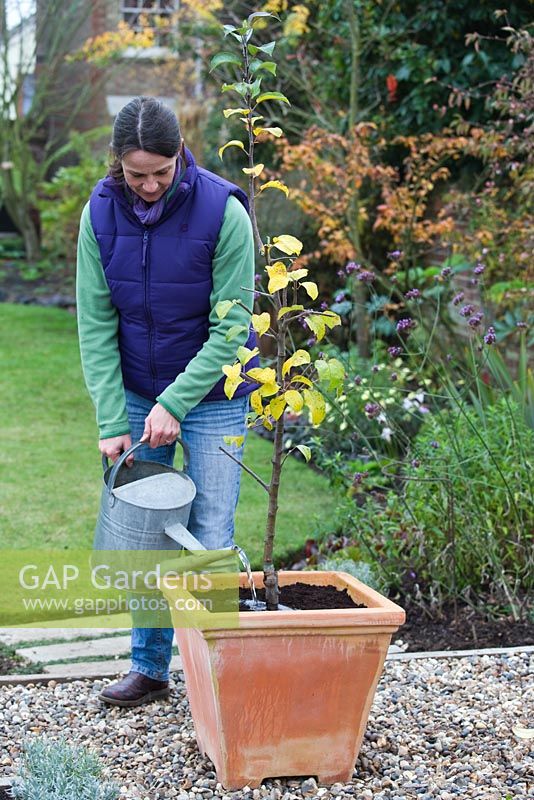 Planting Apple 'Egremont Russet' in container - watering in newly planted tree