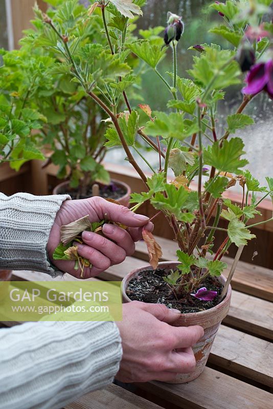Step-by-step Pelargoniums - removing dead leaves 